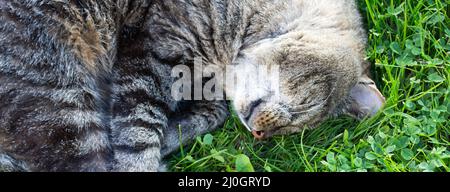 Katze liegt im Grünen im Garten am sonnigen Frühlingsmorgen. Stockfoto