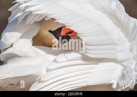 Weißer Schwan schaut durch seine Federn - stummer Schwan reinigt seine Federn Stockfoto