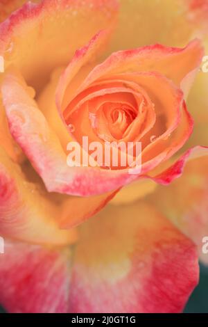 Gelbe Rose Nahaufnahme mit Wassertropfen.Geburtstagskarte. Stockfoto