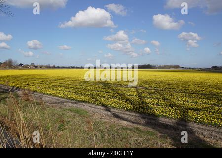 Blick auf Felder mit kleinen gelben Narzissen in der Nähe des nordholländischen Dorfes Egmond aan den hoef im Frühling. März, Niederlande. Stockfoto
