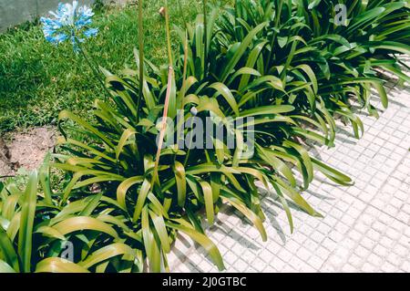 Vegetationshintergrund am Rande des Bürgersteiges, urban abstrakt mit Kopierraum. Stockfoto