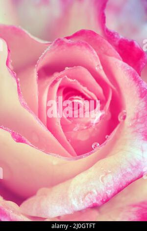 Rosa Rose Nahaufnahme mit Wassertropfen.Geburtstagskarte. Stockfoto