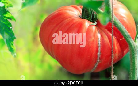 Nahaufnahme der großen roten Tomate im Gewächshaus. Stockfoto