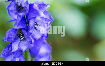 Nahaufnahme des Aconitum carmichaelii, isoliert auf unscharfen Hintergrund. Stockfoto