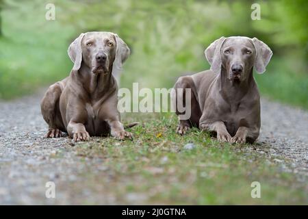 Zwei deutsche Blindenhunde Stockfoto