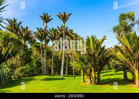 Entzückender grüner Rasen im Palmenhain Stockfoto