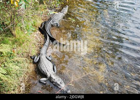 Alligatoren in den Everglades National Park, Florida Stockfoto