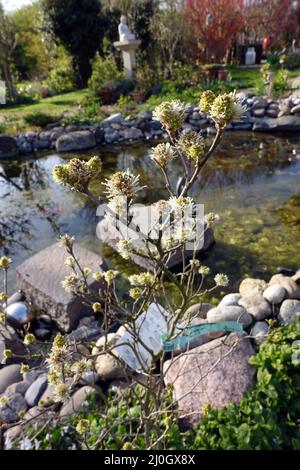 Großer Federbusch (Fothergilla major), blühender Zierstrauch am Gartenteich Stockfoto