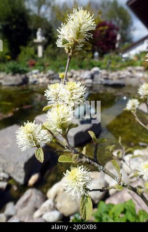 Großer Federbusch (Fothergilla major), blühender Zierstrauch am Gartenteich Stockfoto