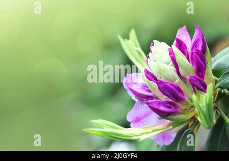 Rosa Azaleen Blume isoliert auf unscharfen Hintergrund Stockfoto