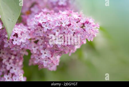 Zweig mit Frühlingsfliederblüten im Garten. Stockfoto