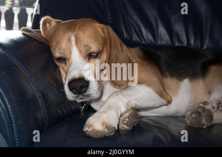 Niedliche Beagle schlafen auf einem Sofa entspannend Stockfoto