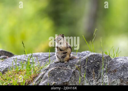 Ein Yellow Pine Chipmunk in Lewis and Clark Cavern SP, Montana Stockfoto