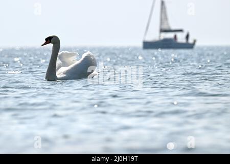 Langenargen, Deutschland. 19. März 2022. Vor Langenargen fährt ein Boot auf dem Bodensee, während im Vordergrund ein Schwan zum Ufer schwimmt. Quelle: Felix Kästle/dpa/Alamy Live News Stockfoto