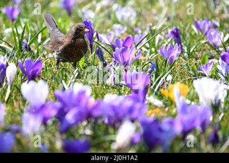 Langenargen, Deutschland. 19. März 2022. Eine Amsel wandert durch eine Wiese voller Krokusse im Park am Flussufer, um nach Nahrung zu suchen. Quelle: Felix Kästle/dpa/Alamy Live News Stockfoto