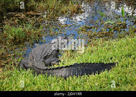 Alligator im Everglades National Park, Florida Stockfoto