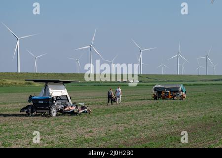 Osteuropäische Saisonarbeiter auf den Tulpenfeldern des Bauernlandes, Wanderarbeiter aus polen und bulgarien beim Tulpenblütenfie Stockfoto