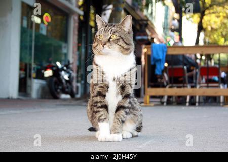 Katze auf der Straße von Gastown, Vancouver, British Columbia, Kanada Stockfoto