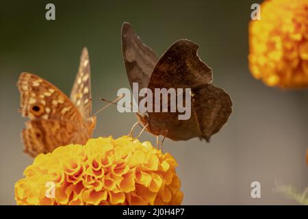 Zwei Schmetterlinge auf Ringelblume mit verschwommenem Hintergrund sitzen. Stockfoto