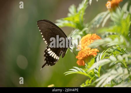 Papilio polytes, der gewöhnliche Mormonenfalter, der auf der Ringelblume mit selektivem Fokus sitzt. Stockfoto