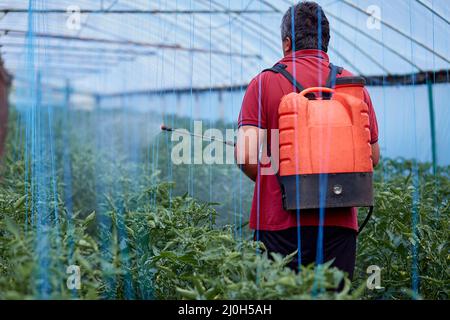 Mann, der junge Tomaten im Gewächshaus spritzt. Der Frühling funktioniert Stockfoto