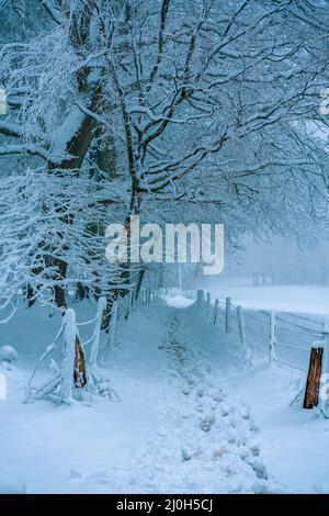 Spuren von Schnee auf dem Wanderweg im Wald Stockfoto