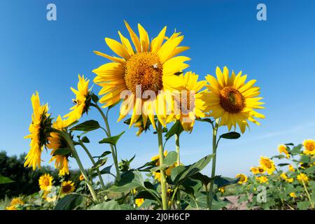 Große, blühende Sonnenblumen vor blauem Himmel. Ukrainische Sonnenblumen Stockfoto