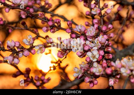 Blühende Aprikosenblüten. Gartenbäume blühen im Frühling. Stockfoto