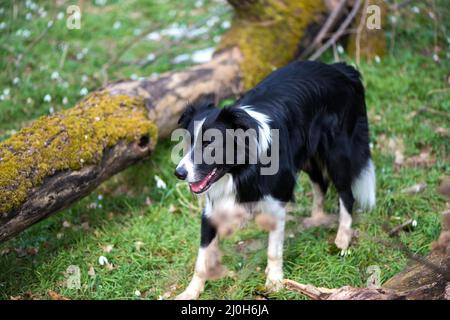 Reinrassige Border Collie Hund in einem Frühlingswald mit blühenden Schneeglöckchen - selektiver Fokus Stockfoto