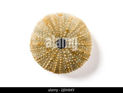 Abstrakte Makroansicht von Seeigel Stockfoto