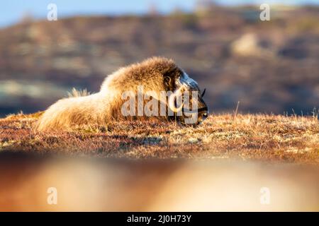 Säugetiere mit Moschusochs, Frühlingslandschaft im Dovrefjell, Norwegen Stockfoto