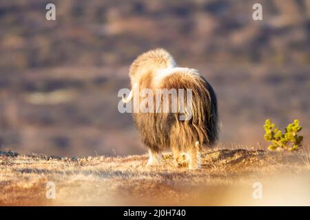 Säugetiere mit Moschusochs, Frühlingslandschaft im Dovrefjell, Norwegen Stockfoto