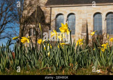 Narzissen (Narcissus poeticus) blühen im März vor einer Kirche in Petershagen-Frille Stockfoto