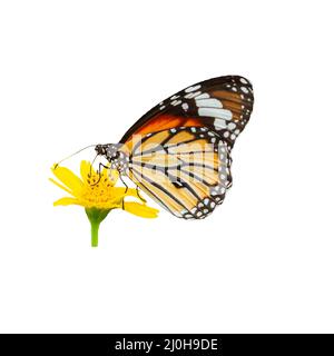 Ein Monarch Schmetterling bestäubt gelbe Blüten in voller Blüte, isoliert auf weißem Hintergrund mit einem Schneideweg. Stockfoto