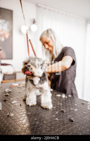 Junge blonde professionelle Pistenerin liebt ihren Job mit yorkshire Hund und all den Haustieren. Stockfoto