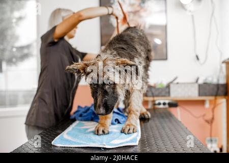 Junge blonde Profi-Pärchen waschen und reinigen den deutschen Schäferhund im Kosmetiksalon für Haustiere. Stockfoto