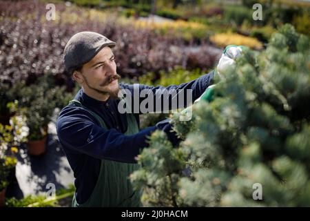 Zugeschnittenes Bild eines jungen männlichen Gärtners beim Schneiden oder Beschneiden Sie den Baum im Gartenbau Stockfoto