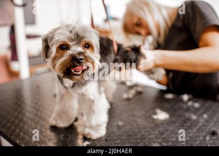 Junge blonde professionelle Pistenerin liebt ihren Job mit yorkshire Hund und all den Haustieren. Stockfoto