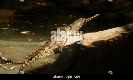 Krokodile in der dunklen Seite Stockfoto
