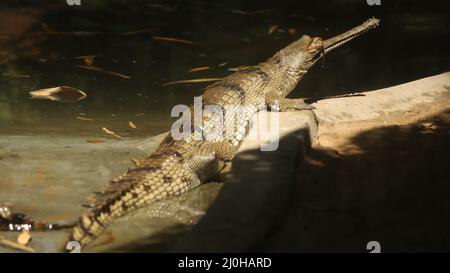 Krokodile in der dunklen Seite Stockfoto