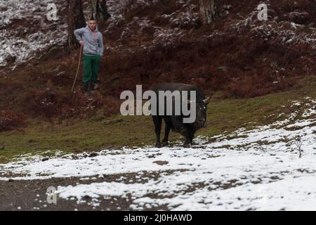 Ein Mann, der einen Stier auf einer verschneiten Wiese trainiert und ihn auf einen Kampf in der Arena vorbereitet. Stierkampf-Konzept. Selektiver Fokus Stockfoto