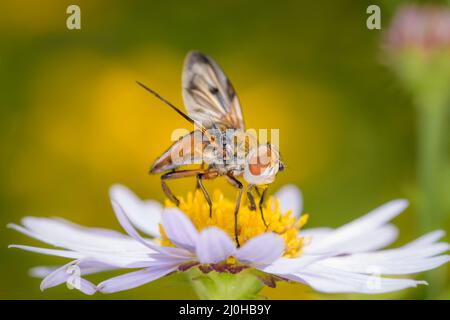 Ectophasia crassipennis ruht auf einer Leucanthemumblüte - marguerite. Ectophasia crassipennis ist eine Art parasitärer Fliegen der Familie Tachiniden Stockfoto