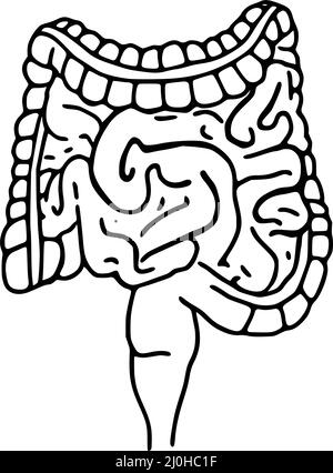 Darmines Doodle Vektorgrafik. Symbol für die Linie des Verdauungssystems auf weißem Hintergrund isoliert Stock Vektor