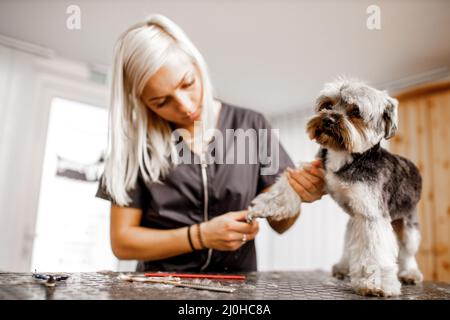 Junge blonde professionelle Pistenerin liebt ihren Job mit yorkshire Hund und all den Haustieren. Stockfoto