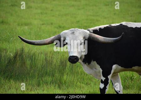 Wirklich tolle Nahaufnahme eines weißen und schwarzen Langhornlenker. Stockfoto