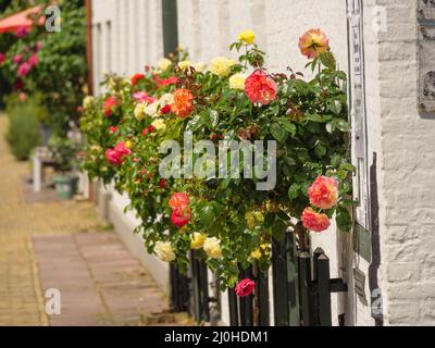 Rosen in der Stadt Stockfoto