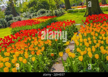 Viele bunte Tulpen Narzissen im Keukenhof Park Lisse Holland Niederlande. Stockfoto