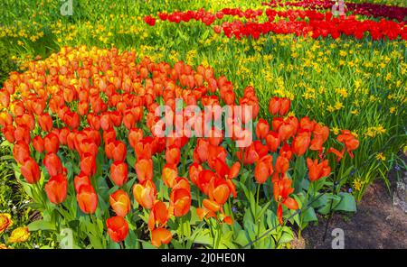 Viele bunte Tulpen Narzissen im Keukenhof Park Lisse Holland Niederlande. Stockfoto