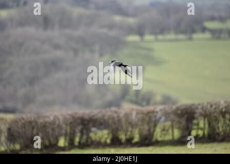 Rook (Corvus frugilegus) an einem sonnigen Märztag in Mittelwales, Großbritannien, von rechts nach links im Bild vor einem walisischen Hintergrund fliegen Stockfoto