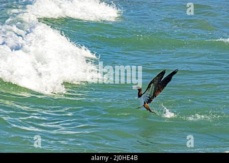 Seevögele, die vor den Wellen aus dem Wasser kommen Stockfoto